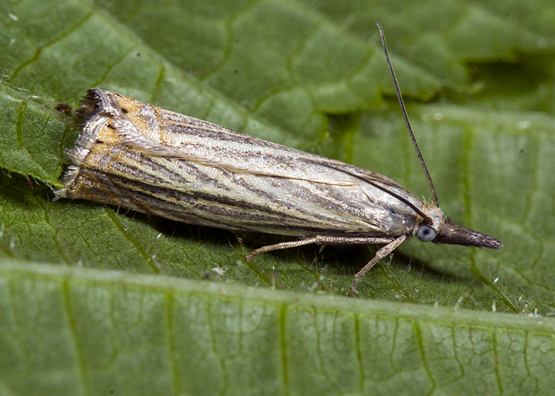 Chrysoteuchia culmella, Crambidae